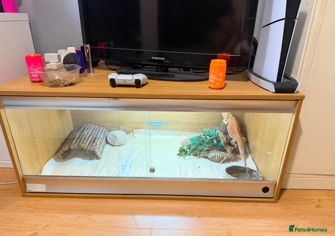 Bearded Dragon reptiles for sale: Bearded dragon and full vivarium set up in Cardiff - Advert 3