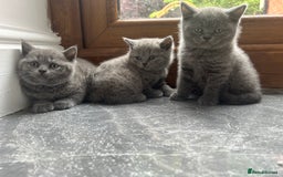 British Shorthair cats for sale: Beautiful British Shorthair Kittens  | From £500 - Image 8
