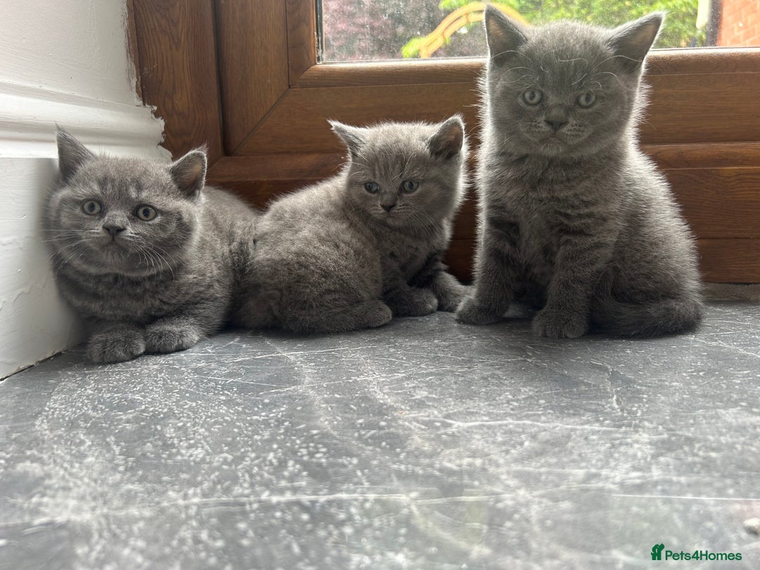 British Shorthair cats for sale: Beautiful British Shorthair Kittens  | From £500 - Image 8