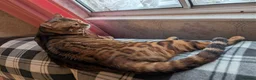 Bengal cats for sale: Clouded Bengal active male 4 years old.  - Advert 3