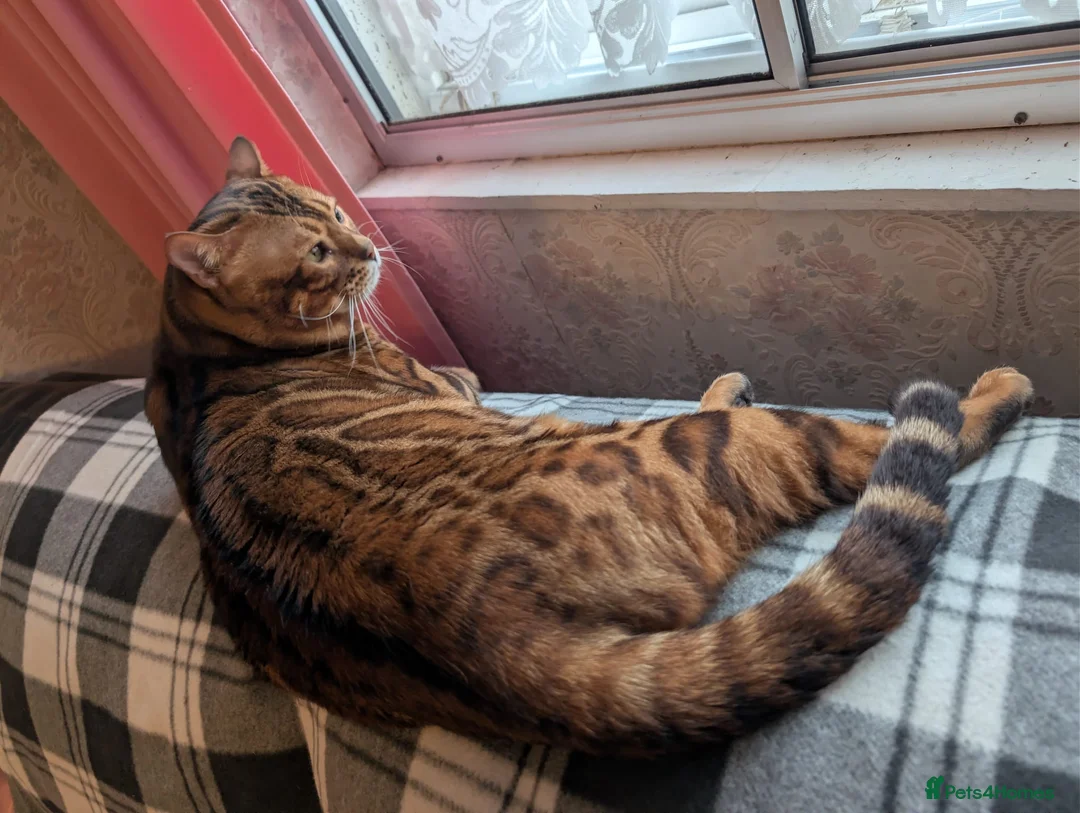 Bengal cats for sale: Clouded Bengal active male 4 years old.  - Advert 3
