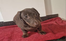 Dachshund dogs for sale: Miniture dachshund puppies  - Image 5
