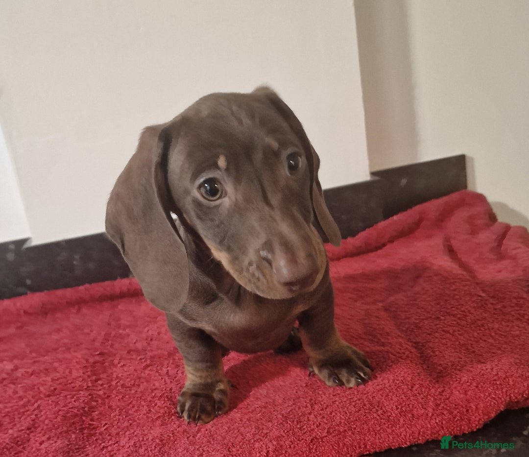 Dachshund dogs for sale: Miniture dachshund puppies  - Image 5