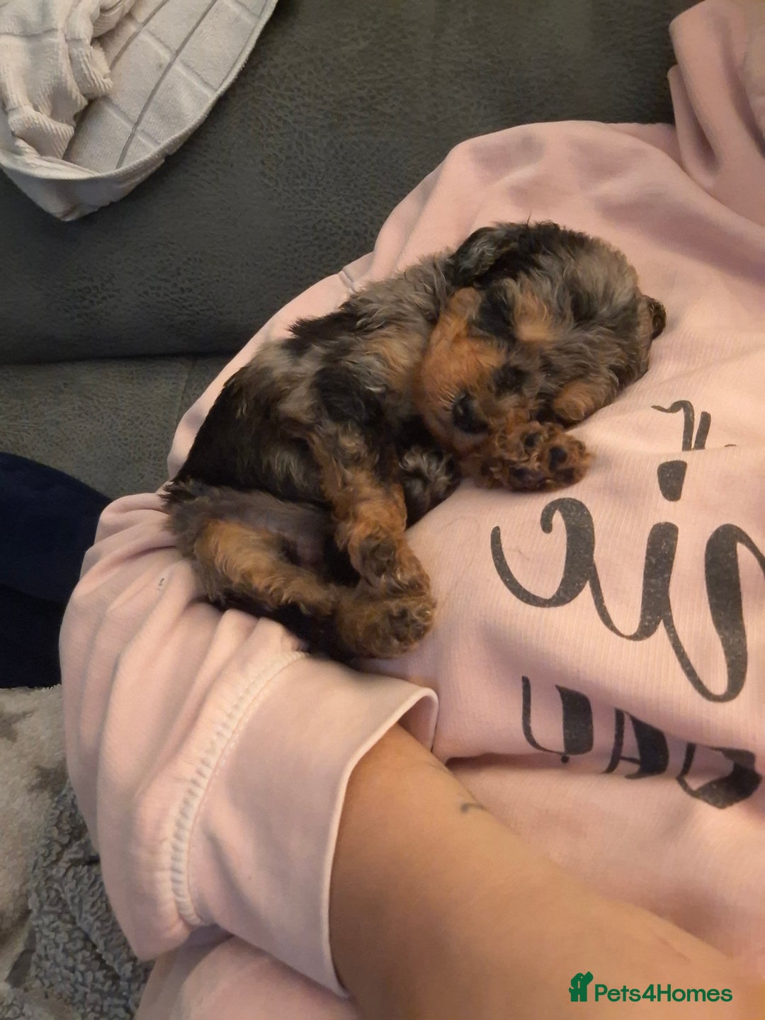 Mixed Breed dogs for sale: F1b health tested Rottiepoo puppies - Advert 10