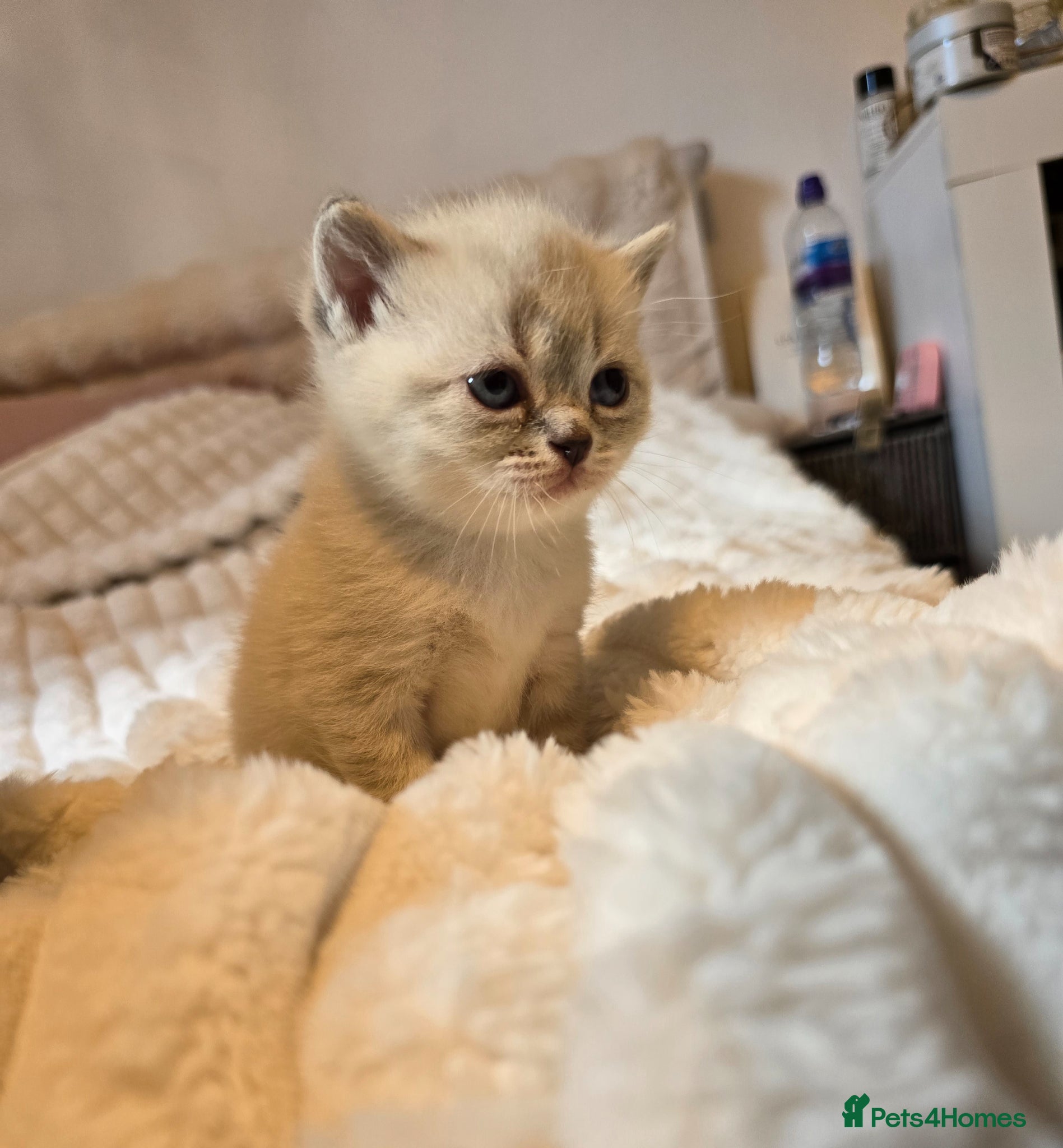 British Shorthair cats for sale: British shorthair x persian kittens  in Hull - Advert 2