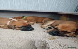 Mixed Breed dogs for sale: Bullmastiff X Puppies - Image 27