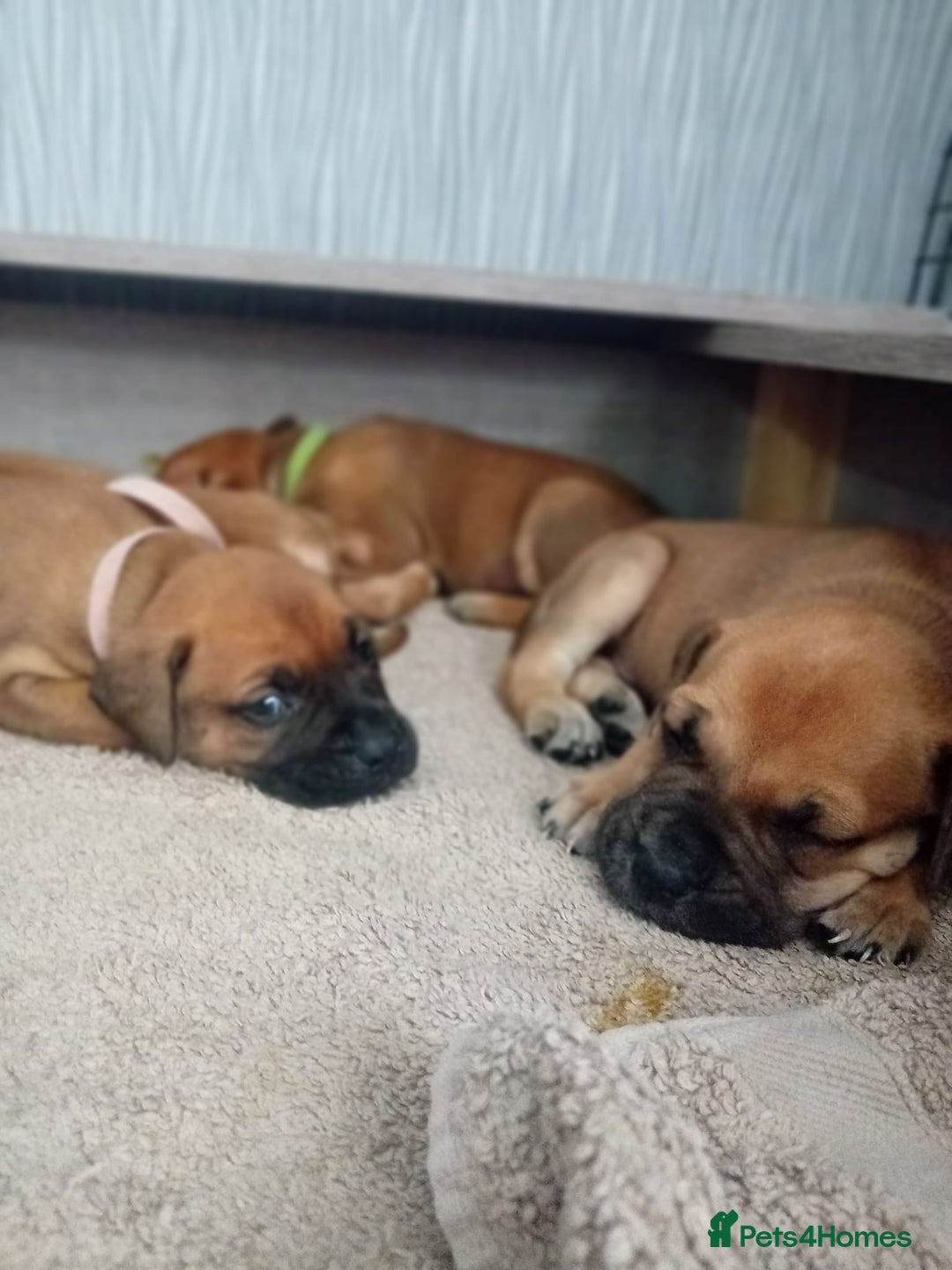 Mixed Breed dogs for sale: Bullmastiff X Puppies - Image 27