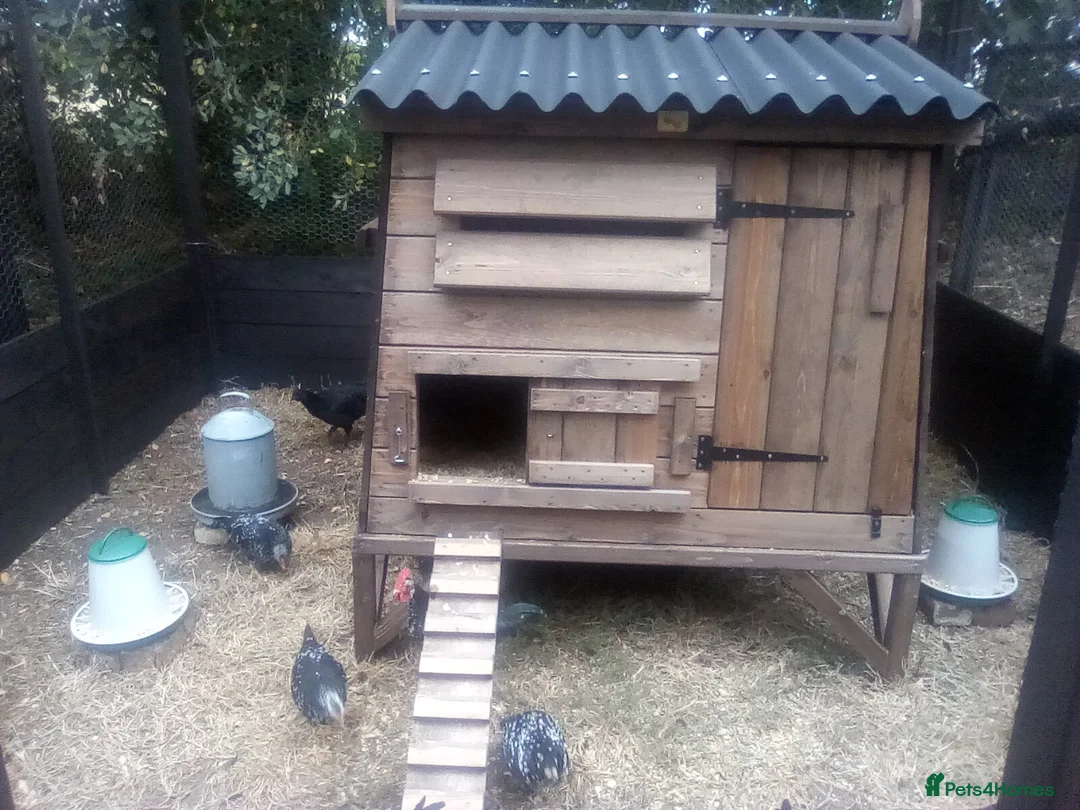 Chickens poultry for sale: Ancona bantams for sale - Advert 4