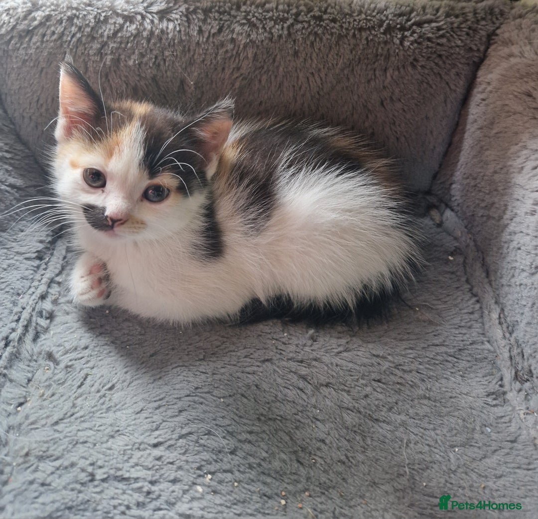 Mixed Breed cats for sale: Siberian cross ready to go!!! - Image 12