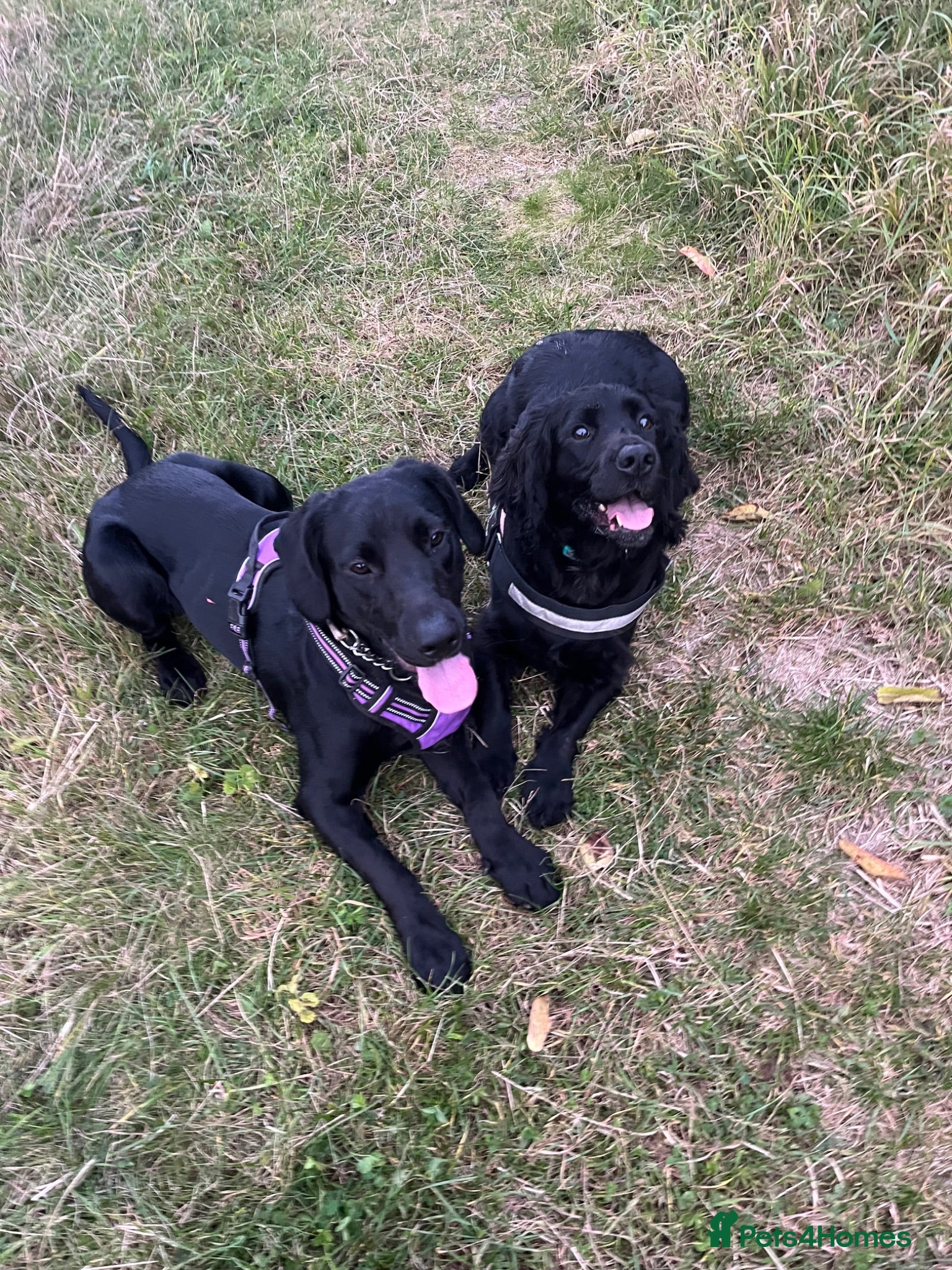 Mixed Breed dogs Gus almost 3 years  - Advert 13