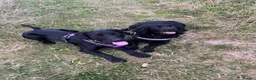 Mixed Breed dogs for sale: Gus almost 3 years  - Advert 1