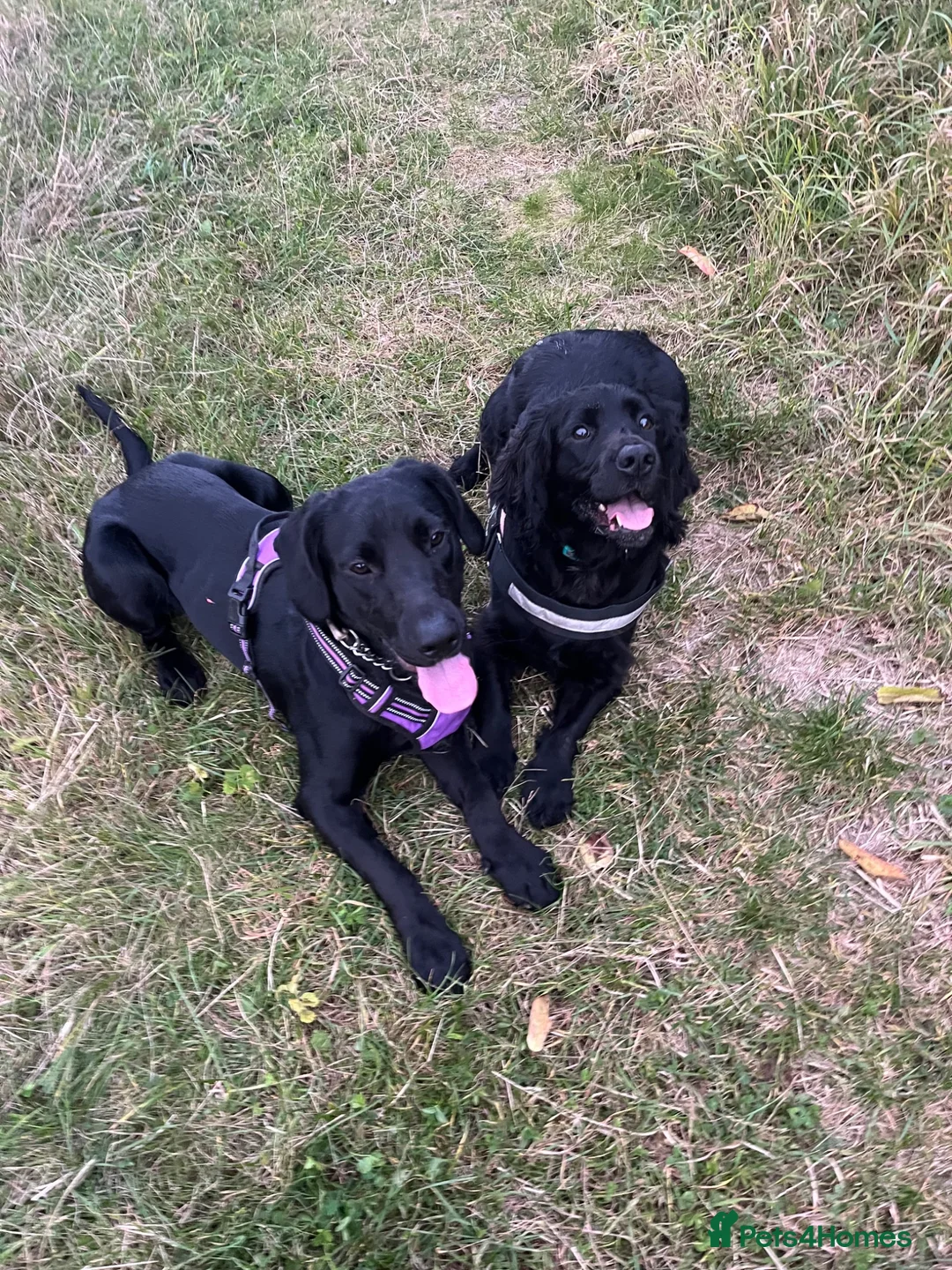 Mixed Breed dogs for sale: Gus almost 3 years  - Advert 1