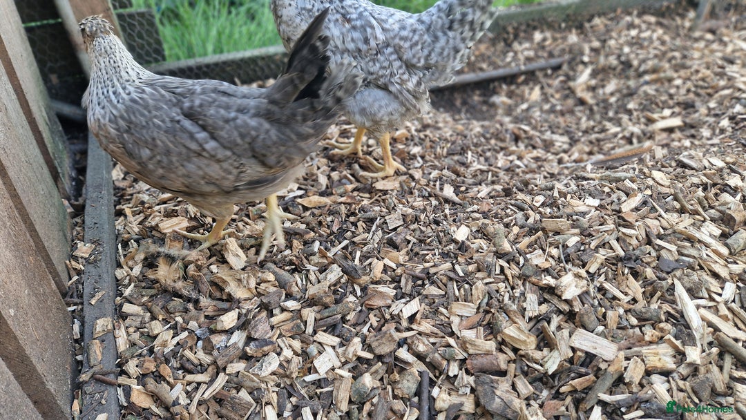 Chickens poultry for sale: Cream Legbar - Image 4