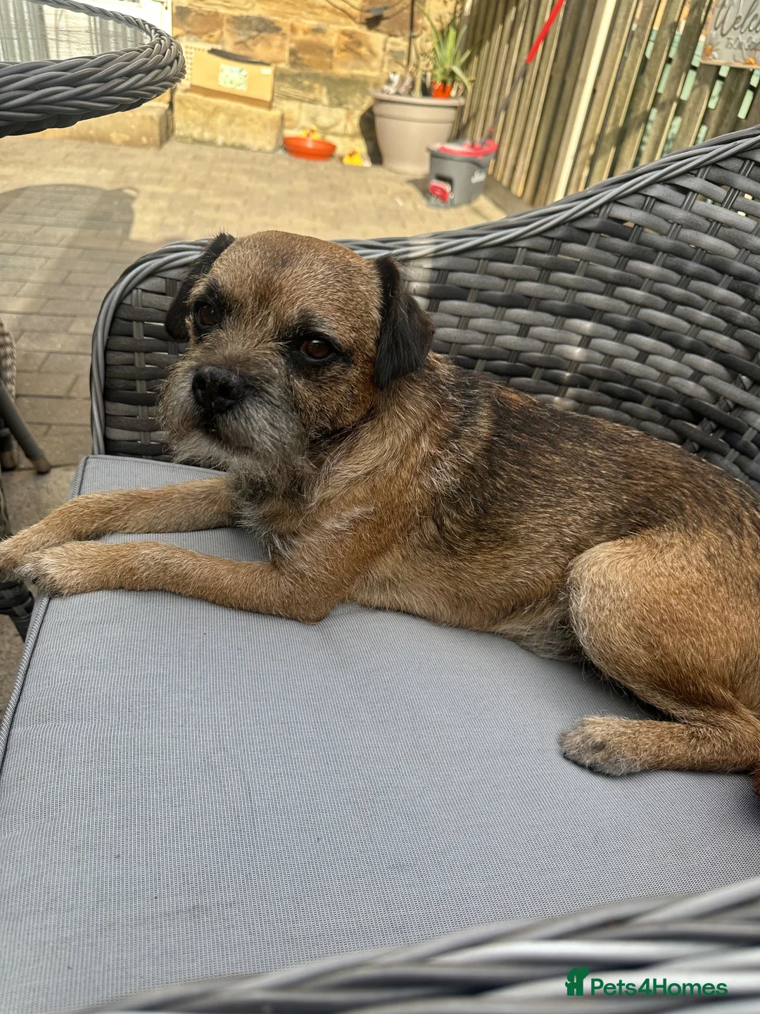 Mixed Breed dogs for sale:  BORDER TERRIER X BEDLINGTON TERRIER  - Advert 12