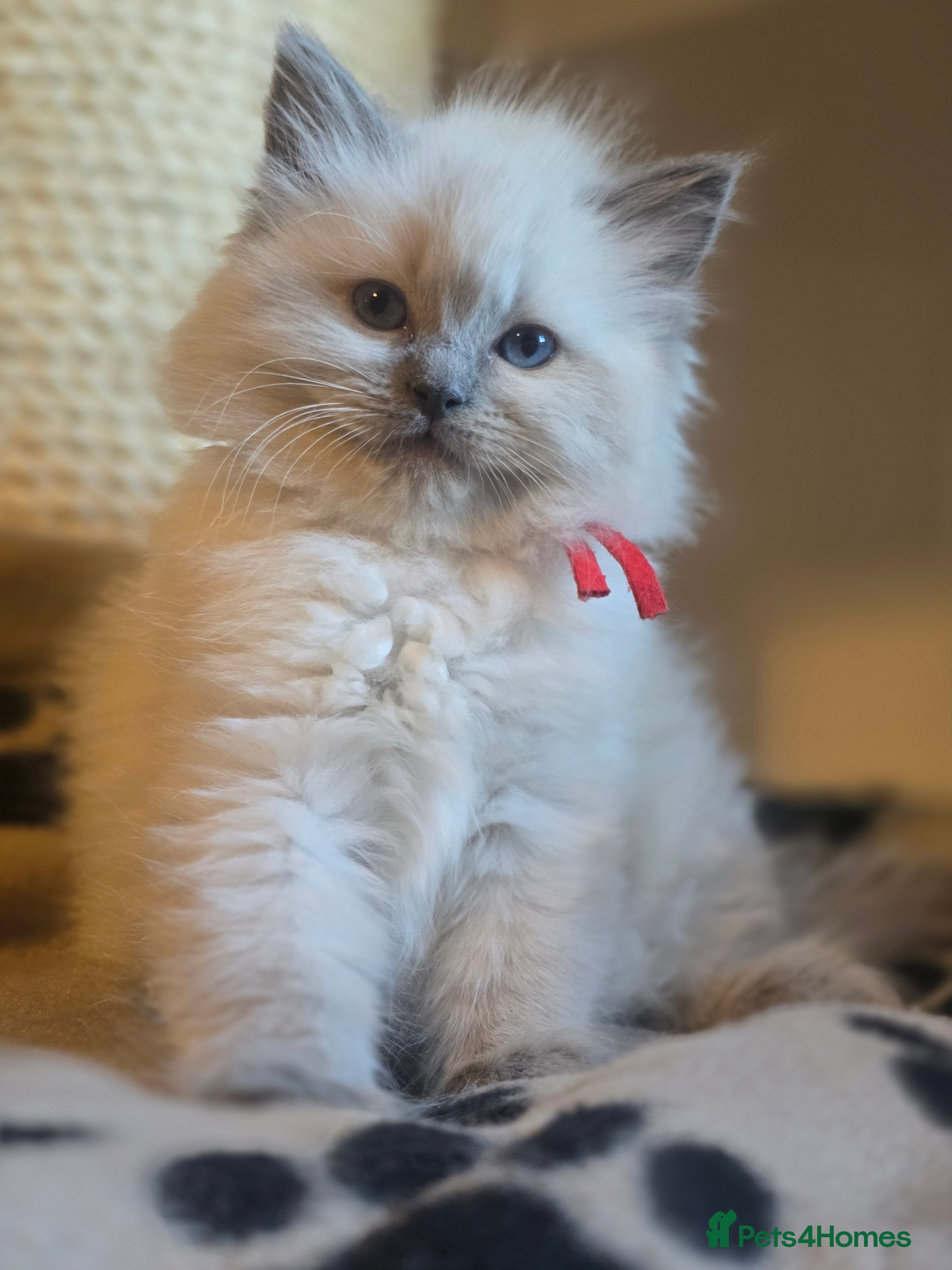 Ragdoll cats Precious GCCF Registered Ragdoll Kittens - 1 Girl - Advert 18