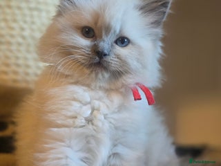 Ragdoll cats Precious GCCF Registered Ragdoll Kittens - 1 Girl - Advert 18