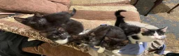 Mixed Breed cats for sale: Kittens ready to leaven 💕 - Advert 16