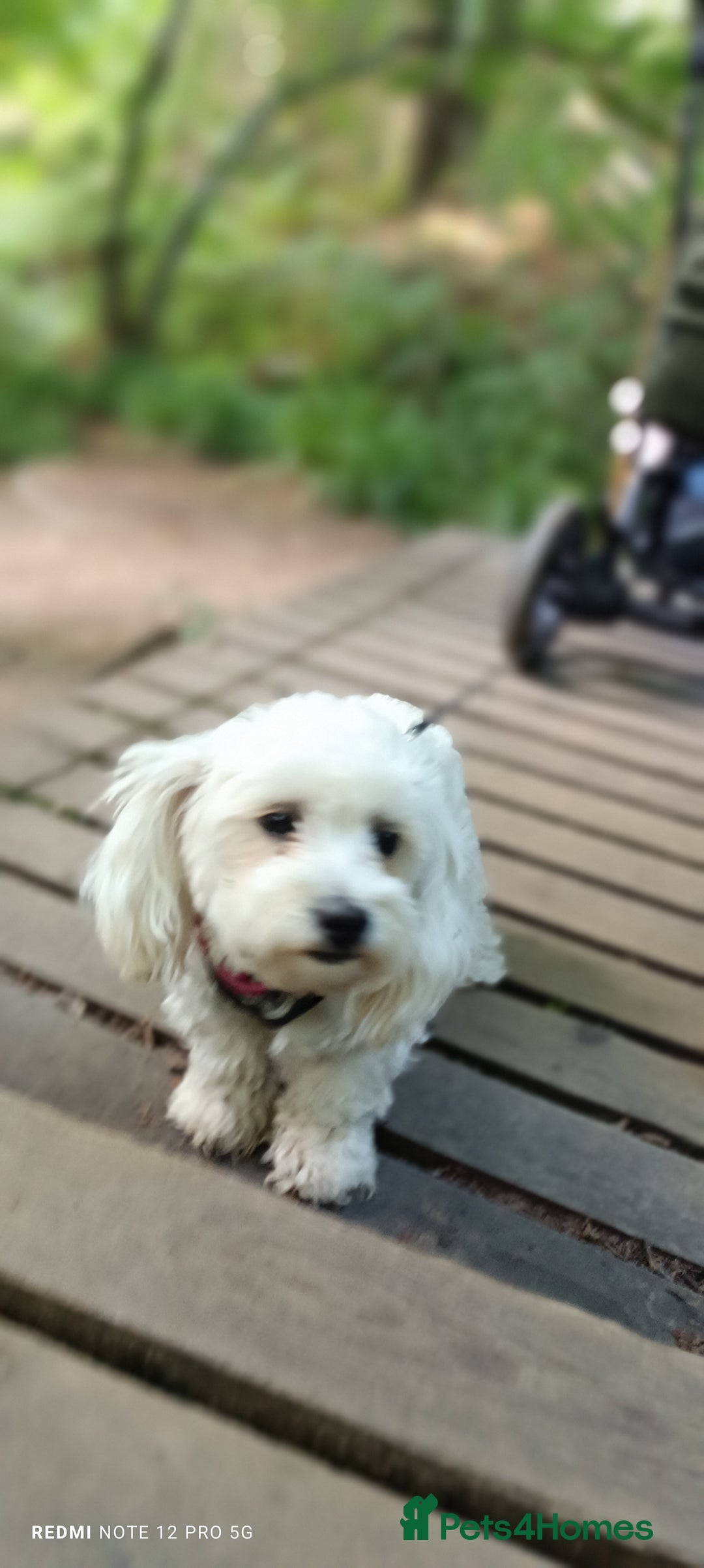 Bichon Frise dogs for sale: Playful Bichon Fries  - Advert 6