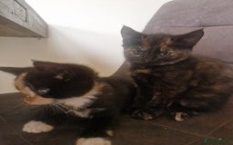 Mixed Breed cats for sale: Beautiful kittens  - Image 4