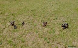 Miniature Dachshund dogs for sale: Stunning silver dapple miniature dachshunds  - Image 26
