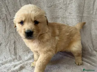 Golden Retriever dogs Fully health tested Golden Retriever pups - Advert 4