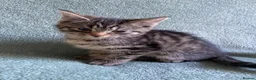 Mixed Breed cats for sale: BSH x boy kittens  - Advert 13