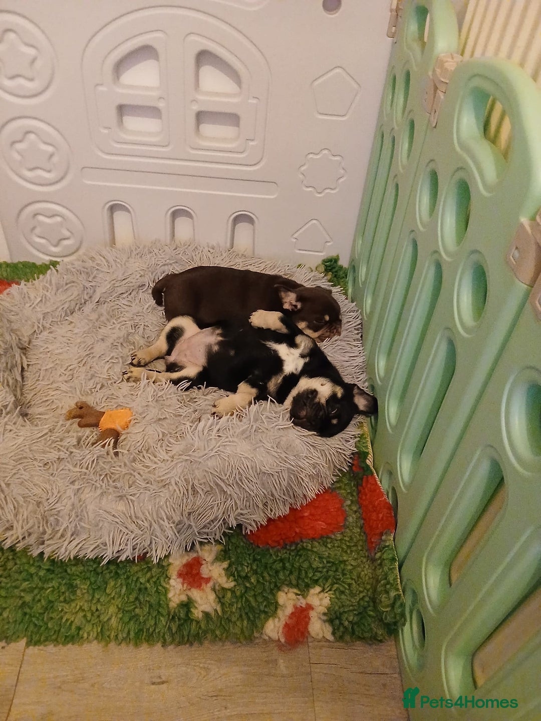 Frug dogs for sale: Frug Puppy **1 left** - Advert 3
