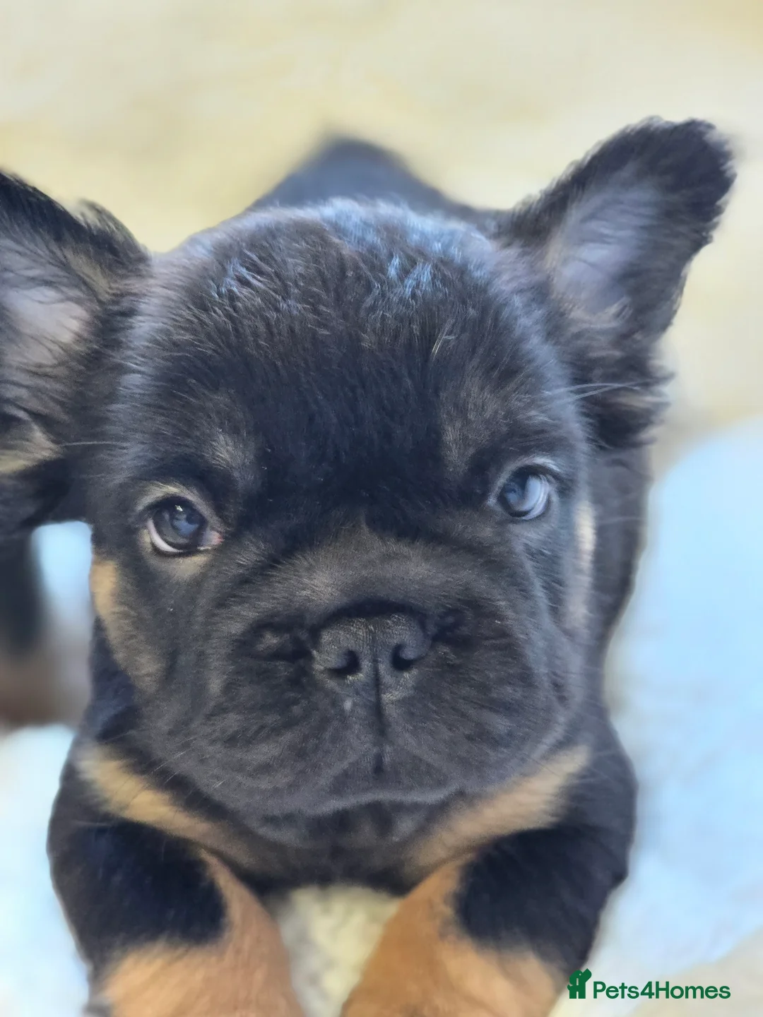 French Bulldog dogs for sale: ✨ Stunning Litter –  **  French Bulldogs ✨   - Advert 8