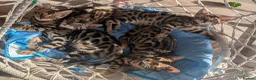 Bengal cats for sale: Male Bengal kitten TICA registered silver  - Advert 7