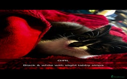 Domestic Shorthair cats for sale: 2 Female & 1 Male adorable baby kittens for SALE🐈 - Image 4