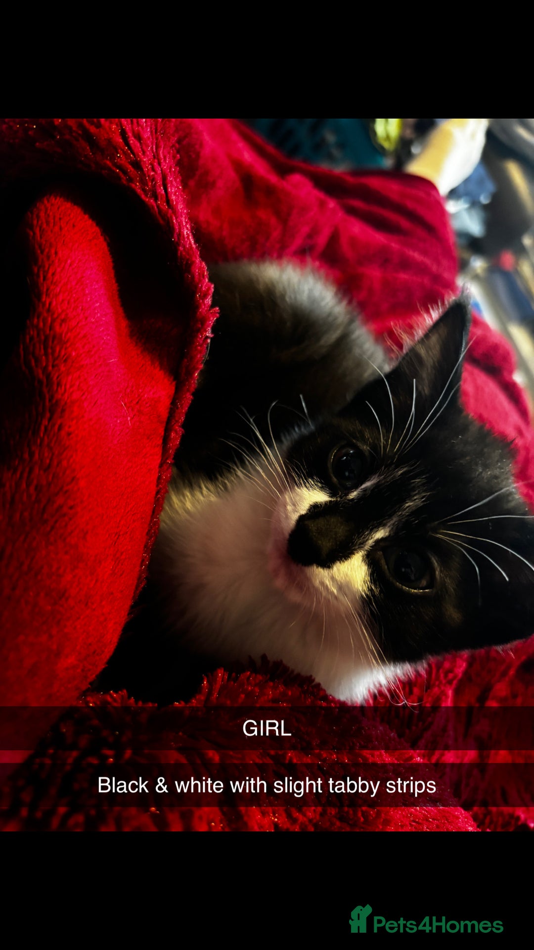 Domestic Shorthair cats for sale: 2 Female & 1 Male adorable baby kittens for SALE🐈 - Image 4