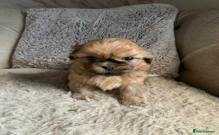 Shih Tzu dogs - Advert 3