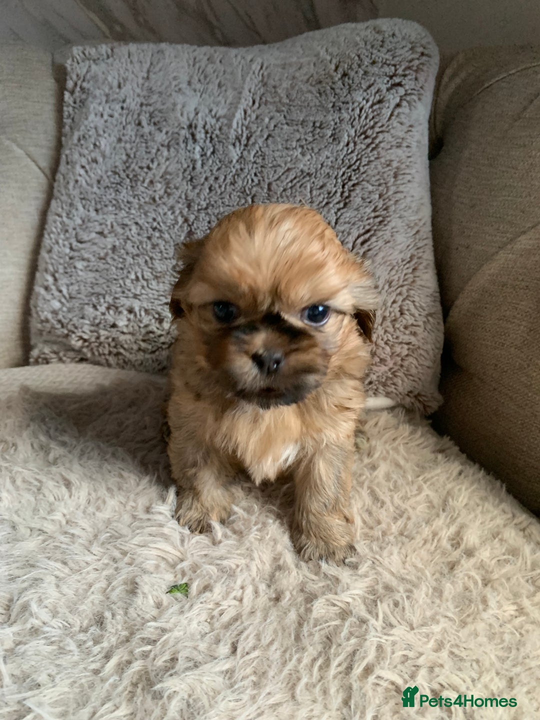 Shih Tzu dogs for sale: 2 female Shih Tzu puppies  - Image 1
