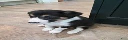 Border Collie dogs for sale: Border collie pups for sale - Advert 9