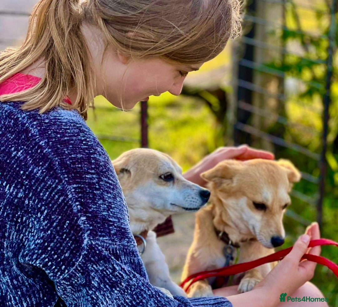 Miniature Pinscher dogs for adoption: Lisa’s Story: Saved Minutes Before Death - Image 5