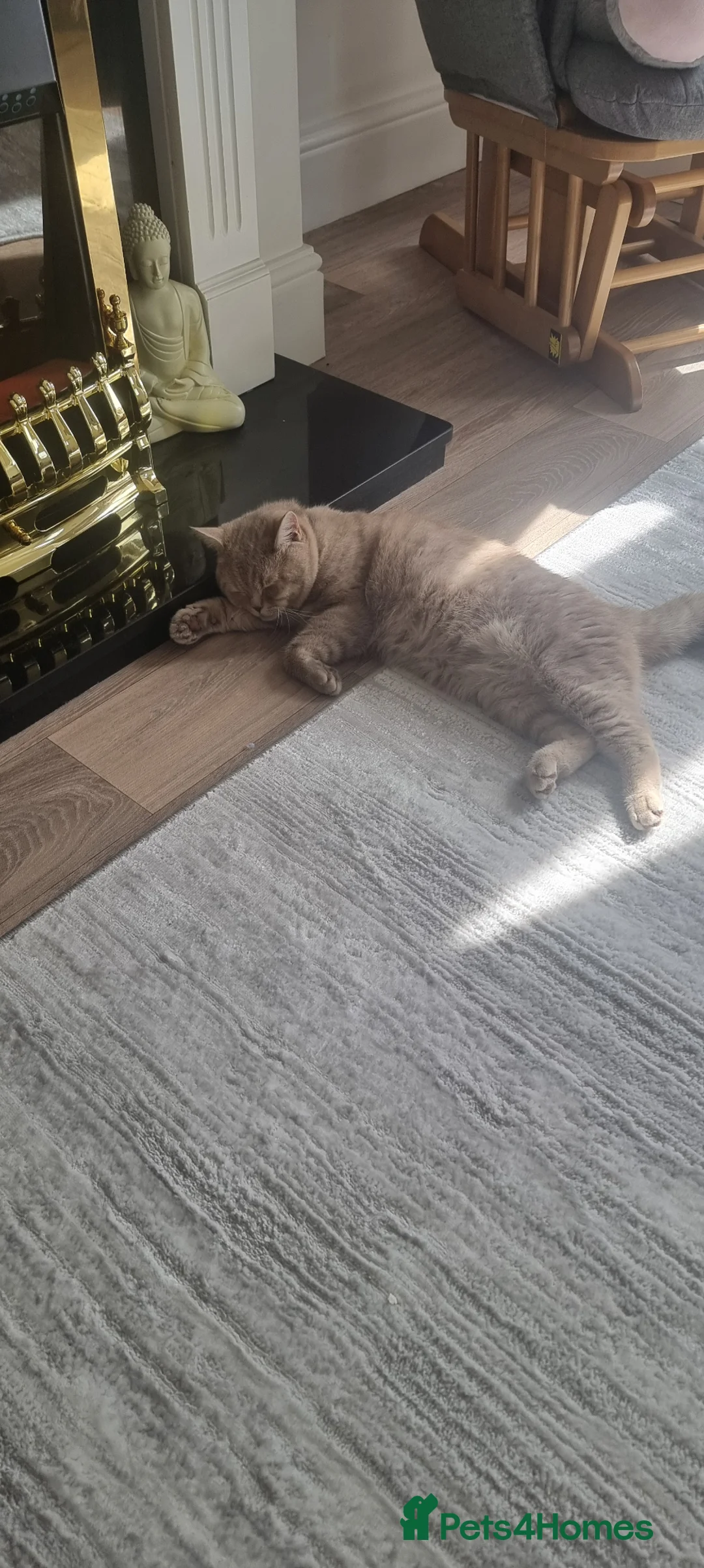 British Shorthair cats for sale: Male British short haired 1 year old  - Advert 2