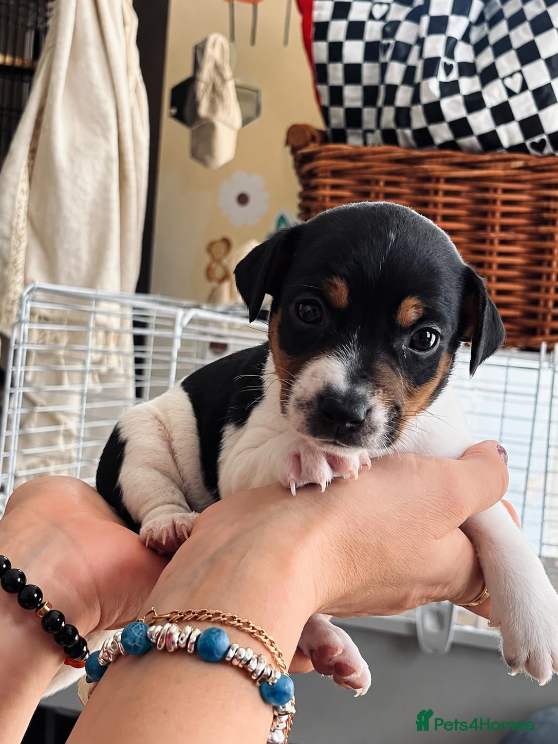 Jack Russell dogs 5 Beautiful Jack Russell Puppies - Advert 4