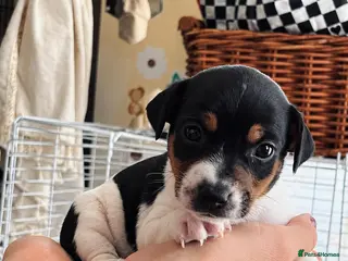 Jack Russell dogs 5 Beautiful Jack Russell Puppies - Advert 4