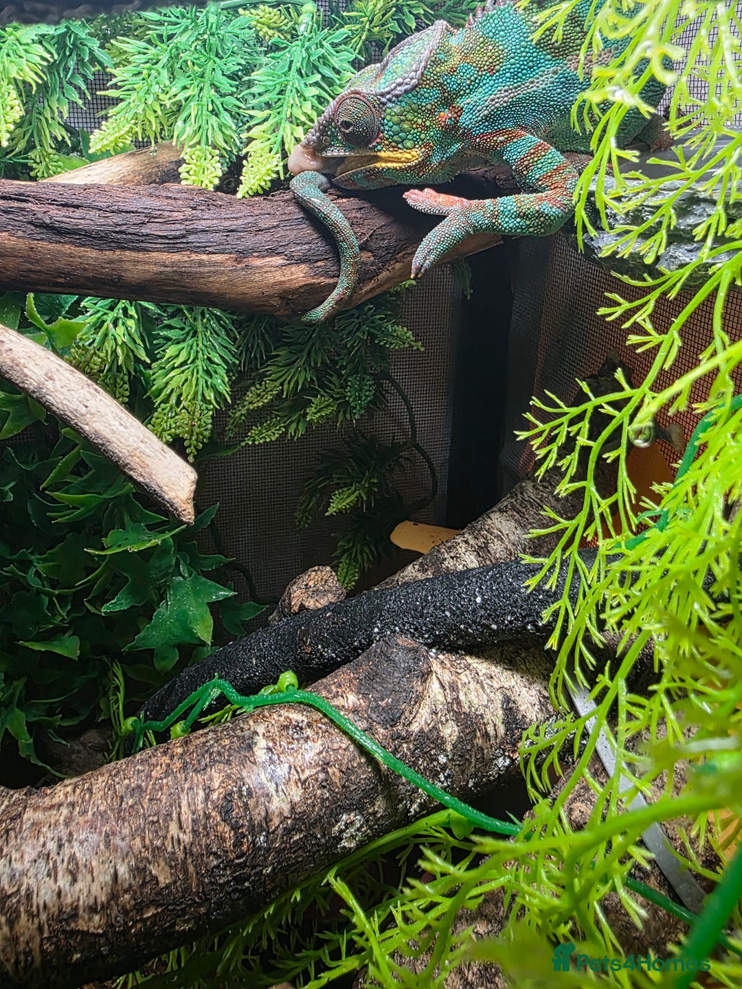 Chameleon reptiles for sale: Nosy B Chameleon  - Advert 13