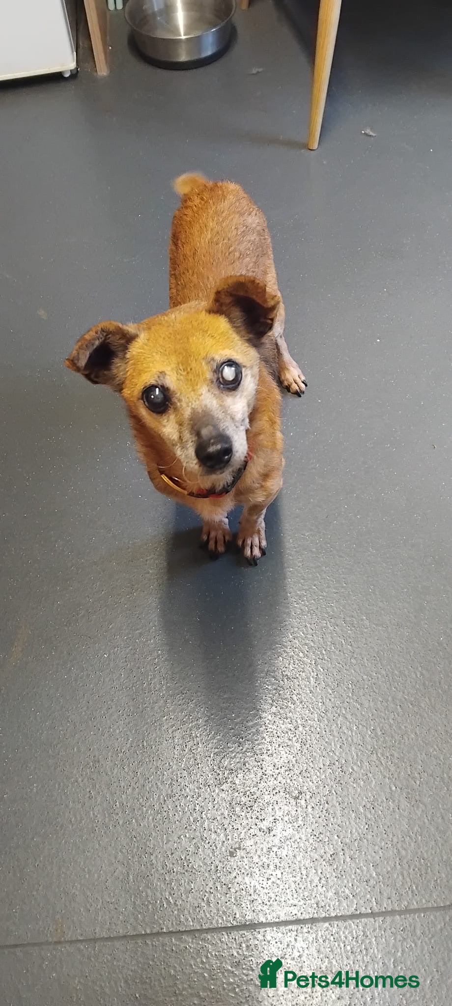 Mixed Breed dogs Ted 💙 - Advert 4