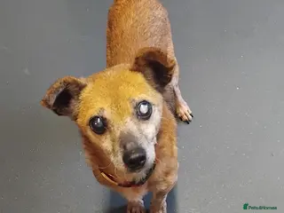 Mixed Breed dogs Ted 💙 - Advert 11