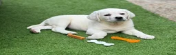Labrador Retriever dogs for sale: Beautiful Cream KC Labrador Puppies - Advert 9