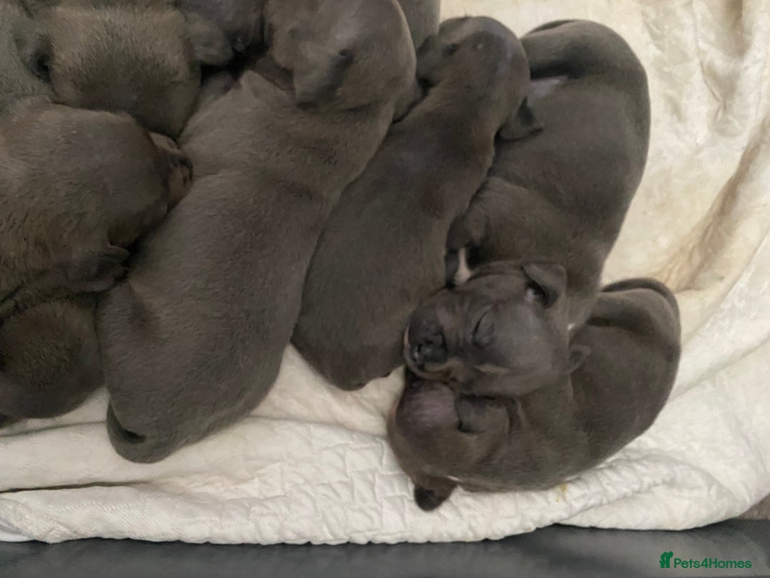 Staffordshire Bull Terrier dogs for sale: Blue Staffordshire bullterrier  - Image 7