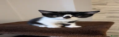 Domestic Shorthair 2