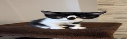 Domestic Shorthair cats for sale: Kittens - Advert 4