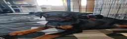 Dobermann dogs for sale: Adorable Doberman puppies  - Advert 9