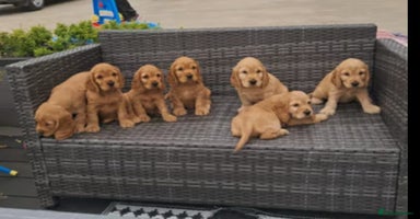 Cocker Spaniel dogs - Advert 4
