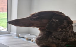 Dachshund dogs for stud: Standard Dapple Dachshund Stud - Image 6