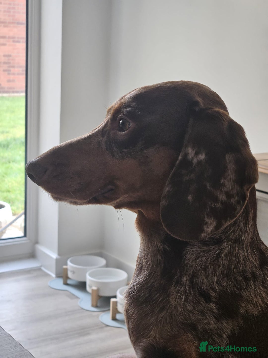 Dachshund dogs for stud: Standard Dapple Dachshund Stud - Image 6