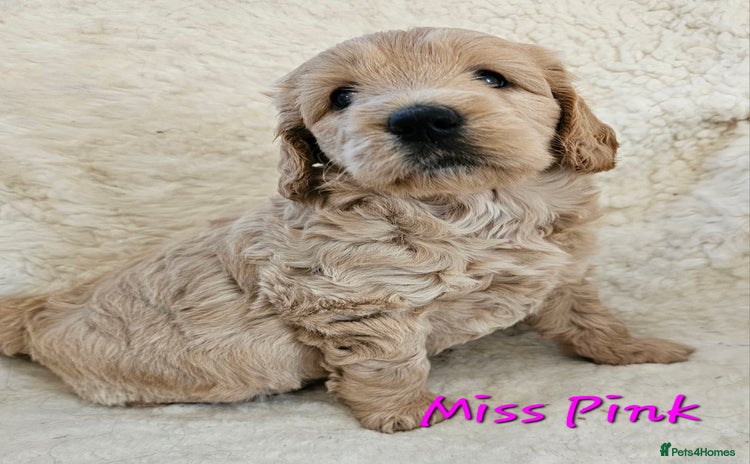 Goldendoodle dogs - Advert 1